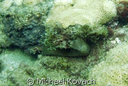 Eel under a ledge on the Inside Reef at Lauderdale by the... by Michael Kovach 